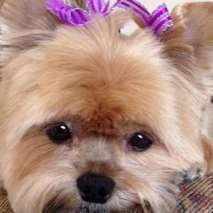 Meet your Posher, Ellen